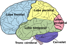 cerveau