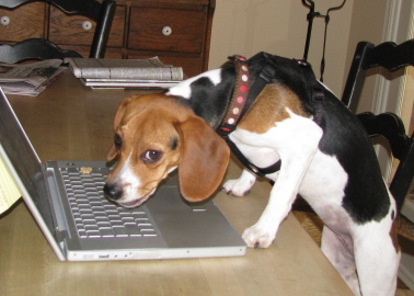 Ruthie Beagle et son ordinateur