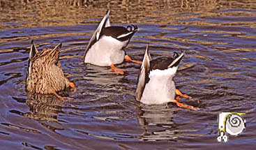 des canards qui mangent