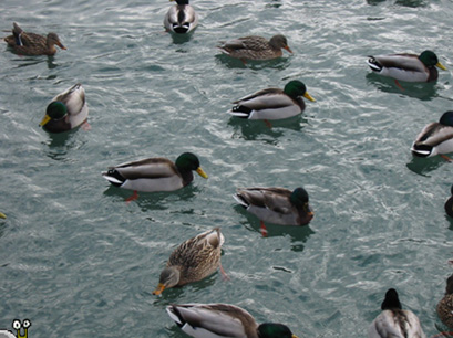 des canards qui nagent