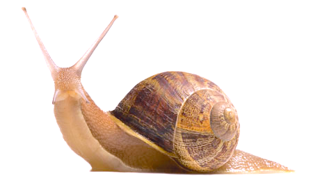 Résultat de recherche d'images pour "png escargot"