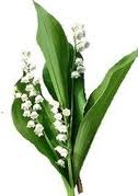 Mademoiselle Muguet